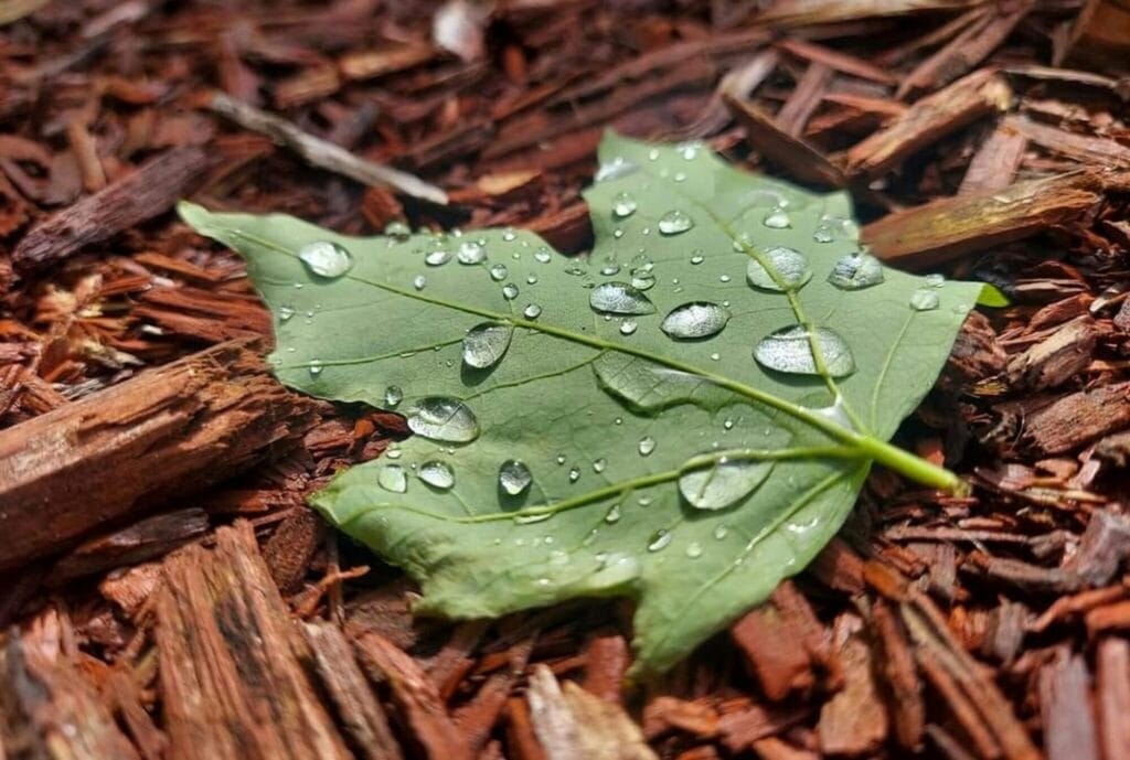 A leaf with rain drops