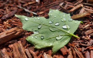 A leaf with rain drops